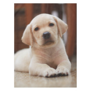 ベビーの腹に置いている黄色いラブラドールの小犬 テーブルクロス