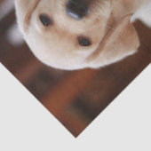 ベビーの腹に置いている黄色いラブラドールの小犬 薄葉紙 (詳細)