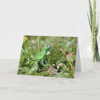 ベビーの計器飛行証明 カード