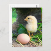 ベビーの雛鶏 ポストカード (正面/裏面)