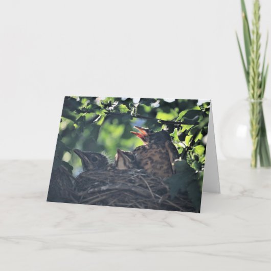 ベビーの鳥類の巣生まれたばかりの野生動物 カード (正面)
