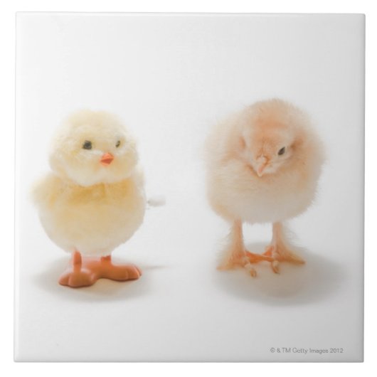 ベビーの鶏および擬似機械鶏 タイル (正面)