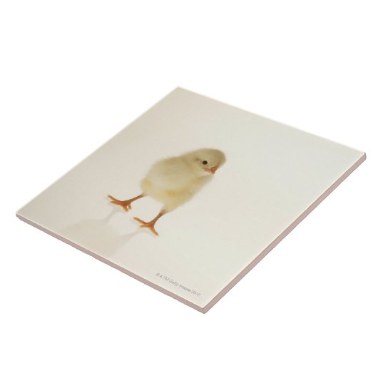 ベビーの鶏 タイル (側面)