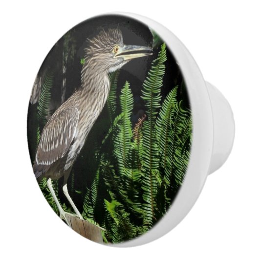 ベビーの鷲の鳥の野性生物動物のノブ セラミックノブ (右)