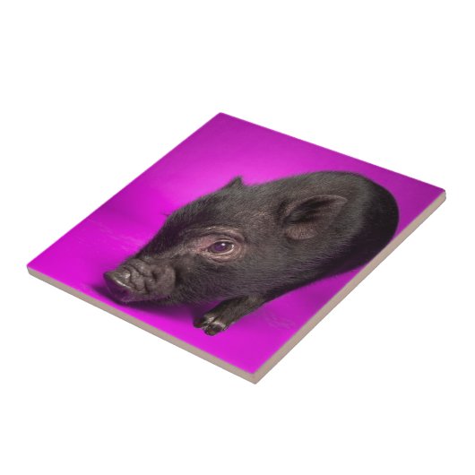 ベビーの黒いブタ タイル (側面)