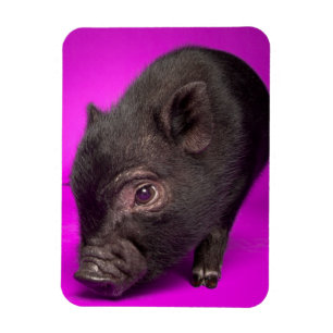 ベビーの黒いブタ マグネット