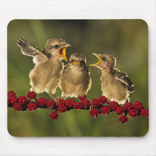 ベビーのLaniusのSchachの3羽の鳥 マウスパッド (正面)