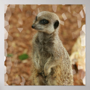 ベビーのMeerkatポスタープリント ポスター