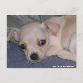 ベビーはがき ポストカード