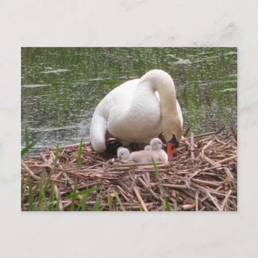 ベビーはがき ポストカード (正面)