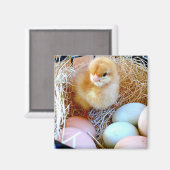 ベビーは卵をバスケットに入れて雛を巻く。イースターバスケット。 マグネット (正面/裏面)
