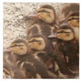 ベビーは子ガモのマガモの鳥の野性生物のタイルを引込めます タイル (正面)