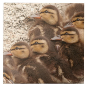 ベビーは子ガモのマガモの鳥の野性生物のタイルを引込めます タイル