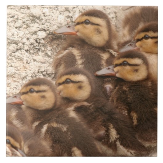 ベビーは子ガモのマガモの鳥の野性生物のタイルを引込めます タイル (正面)