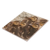 ベビーは子ガモのマガモの鳥の野性生物のタイルを引込めます タイル (側面)