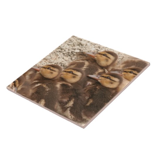 ベビーは子ガモのマガモの鳥の野性生物のタイルを引込めます タイル (側面)