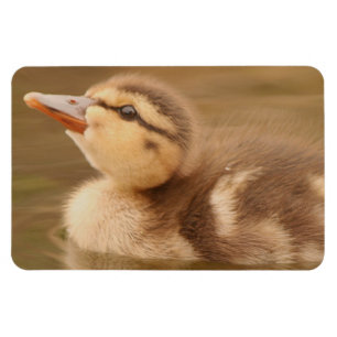 ベビーは子ガモの鳥の野性生物動物のマガモを引込めます マグネット