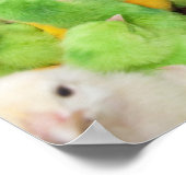 ベビーは染料で着色された市場でペンの中で雛を揚げる ポスター (角)