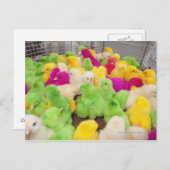 ベビーは染料で着色された市場でペンの中で雛を揚げる ポストカード (正面/裏面)