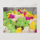 ベビーは染料で着色された市場でペンの中で雛を揚げる ポストカード (正面)