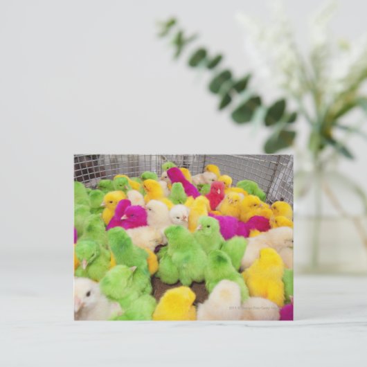 ベビーは染料で着色された市場でペンの中で雛を揚げる ポストカード (スタンド正面)