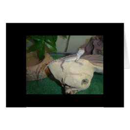 ベビーひげドラゴン