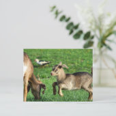 ベビーよくはしゃぐヤギ ポストカード (スタンド正面)