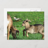 ベビーよくはしゃぐヤギ ポストカード (正面/裏面)