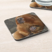 ベビーを持つ金ライオンのTamarin コースター (左側)