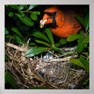 ベビーを食べ物を与えているオスの(鳥)ショウジョウコウカンチョウ ポスター