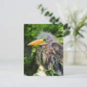 ベビーアオサギ シーズンポストカード (スタンド正面)