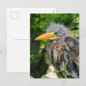 ベビーアオサギ シーズンポストカード (正面/裏面)