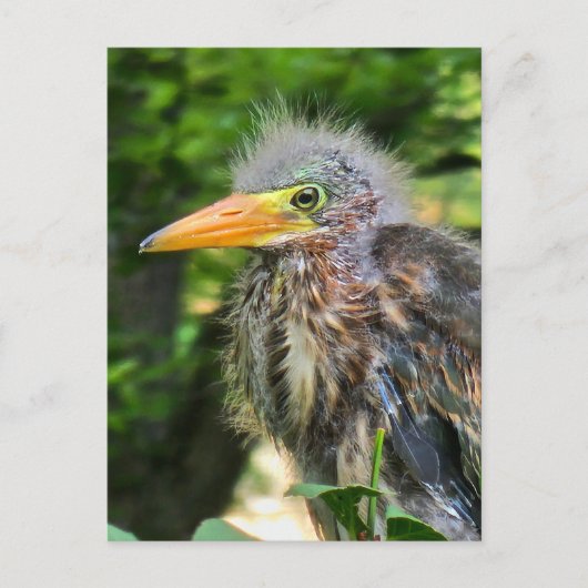 ベビーアオサギ シーズンポストカード (正面)