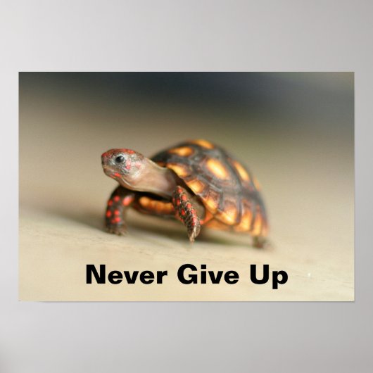 ベビーアカアシガメ ポスター (正面)