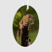 ベビーアカリス オーナメント (正面)