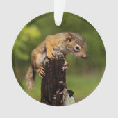 ベビーアカリス オーナメント (正面)