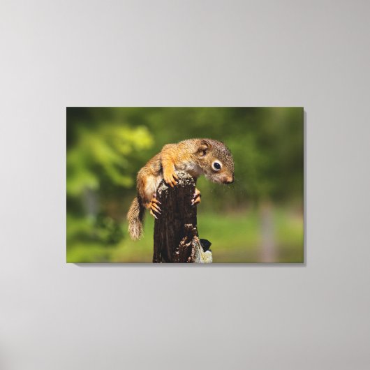 ベビーアカリス キャンバスプリント (正面)