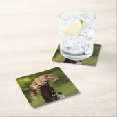 ベビーアカリス スクエアペーパーコースター (インサイチュ)