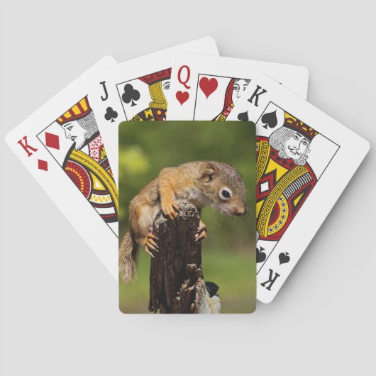 ベビーアカリス トランプ (裏面)