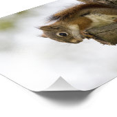 ベビーアカリス フォトプリント            (角)