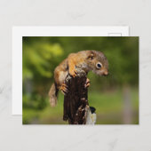 ベビーアカリス ポストカード (正面/裏面)