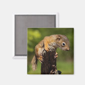 ベビーアカリス マグネット (正面/裏面)