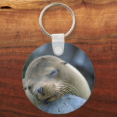 ベビーアシカ諸島 キーホルダー (正面)