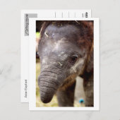 ベビーアジアゾウ_03 ポストカード (正面/裏面)