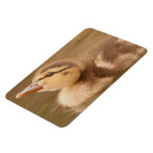 ベビーアヒルのカモの鳥の野生動物マラード マグネット (左側)