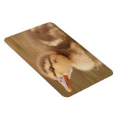 ベビーアヒルのカモの鳥の野生動物マラード マグネット (右側)