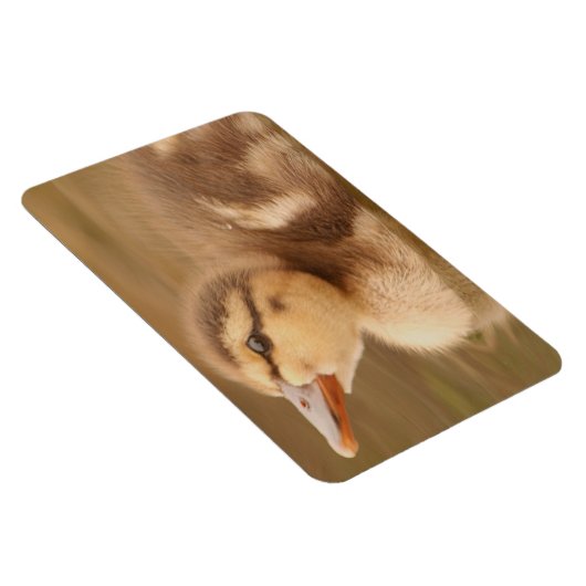 ベビーアヒルのカモの鳥の野生動物マラード マグネット (右側)