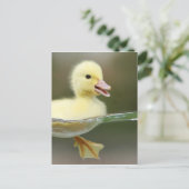 ベビーアヒルは可愛く泳ぐ ポストカード (スタンド正面)