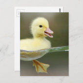 ベビーアヒルは可愛く泳ぐ ポストカード (正面/裏面)