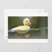 ベビーアヒルは可愛く泳ぐ ポストカード (正面/裏面)